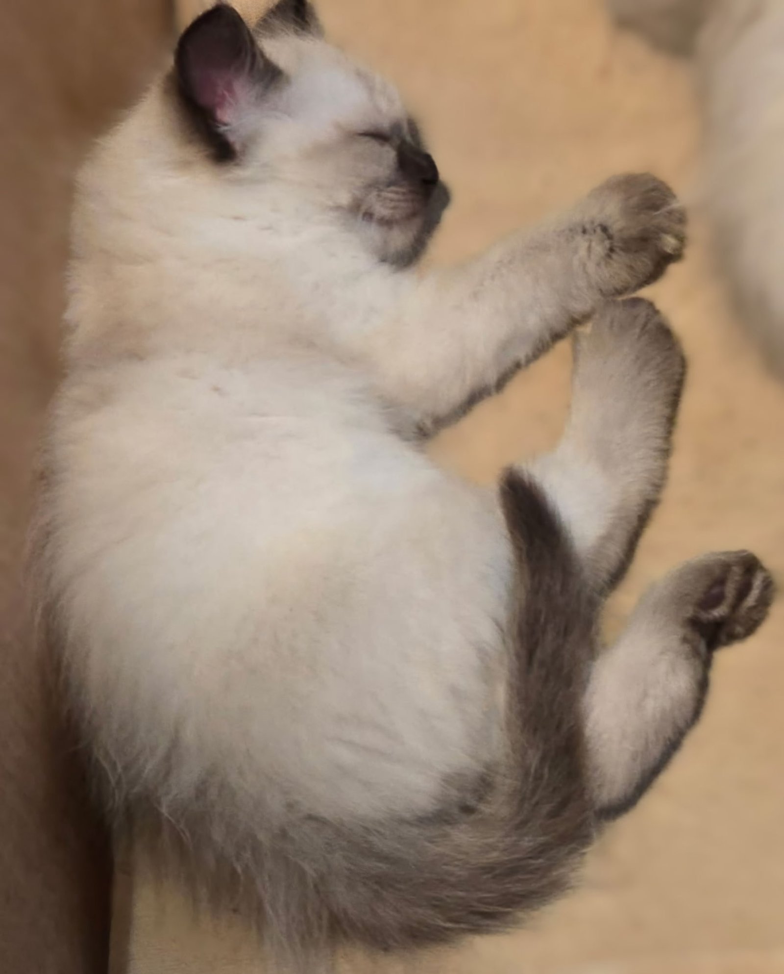 kitten