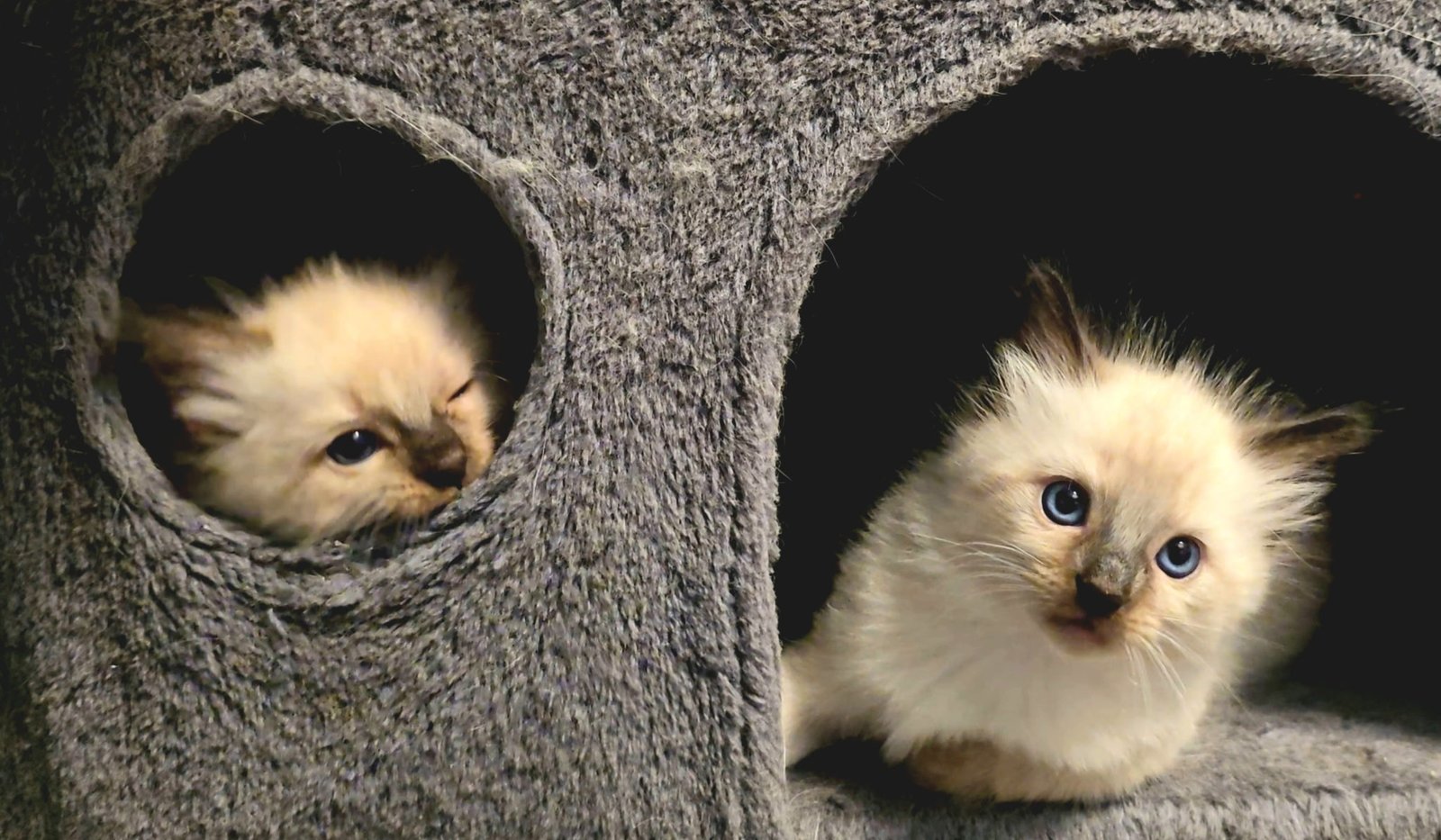 kitten