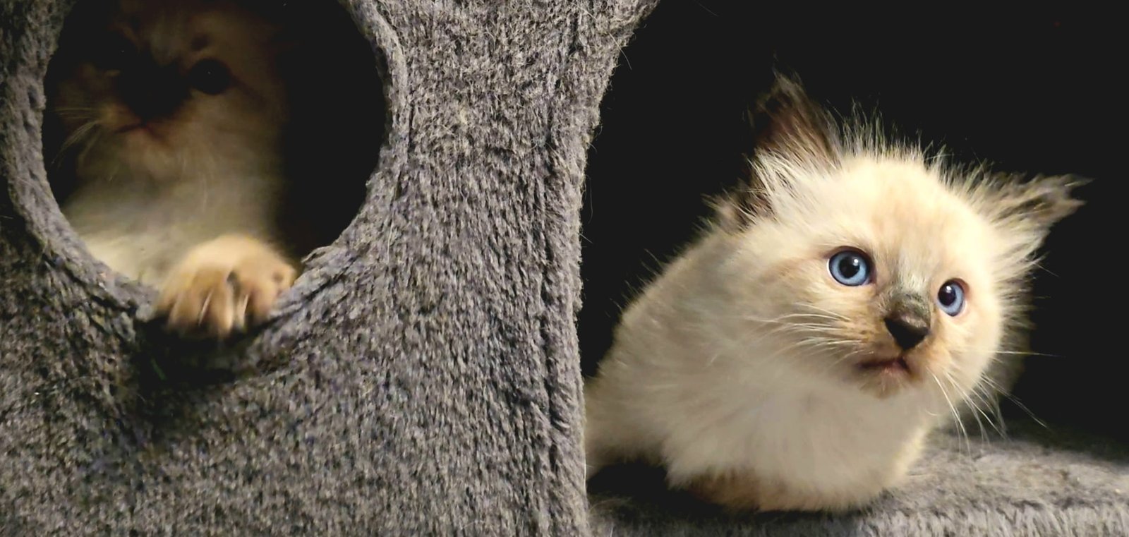 kitten
