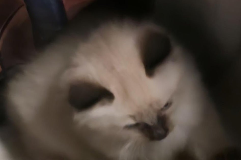 kitten