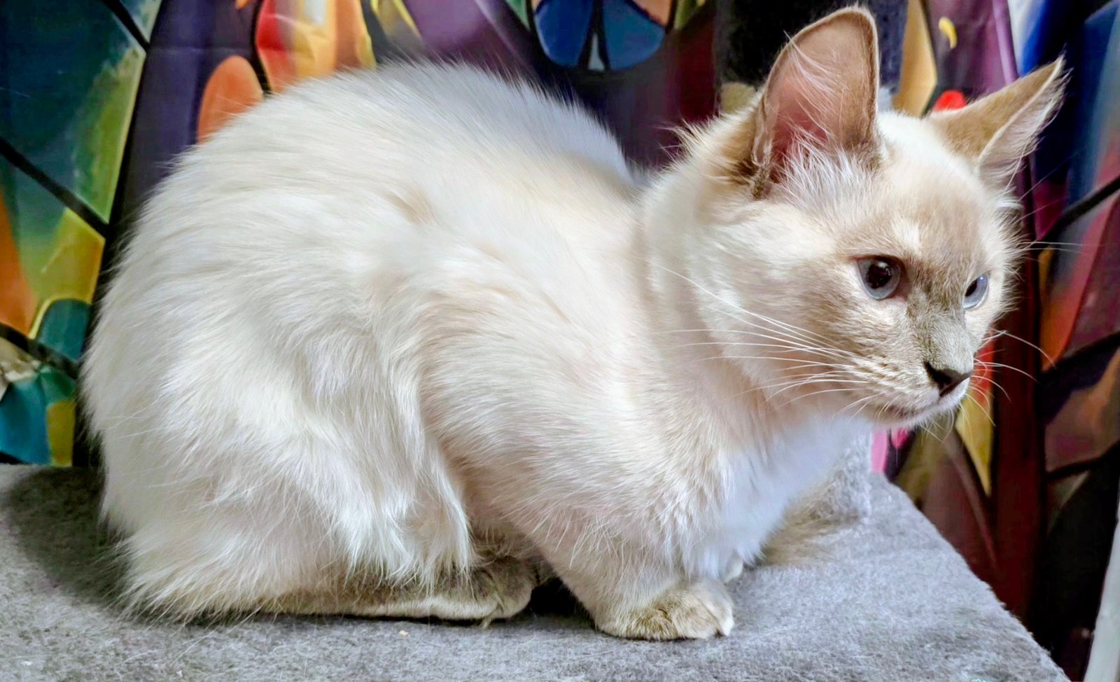Lyla